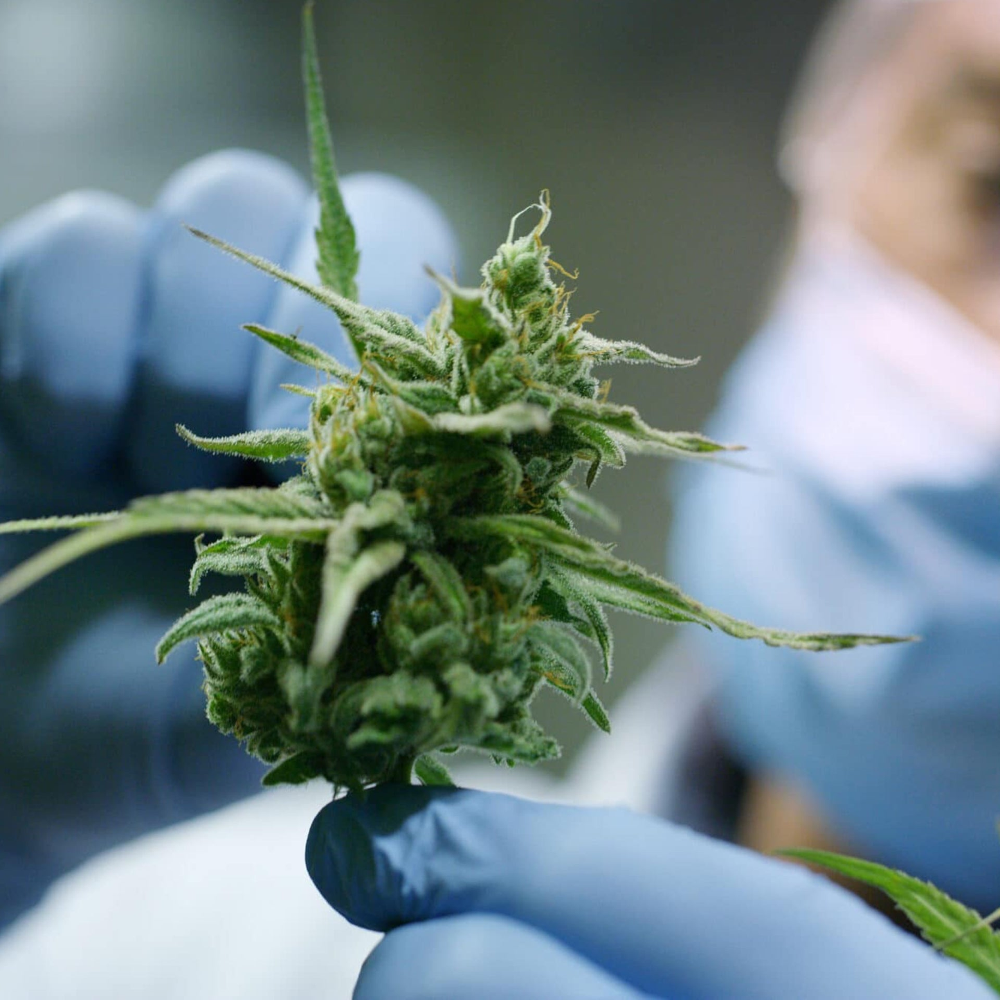The Grow Bundle